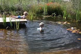 The plants will need to be cut back in the fall so they do not die in the pool. The Most Natural Organic Pool You Can Build Yourself Natural Swimming Pools Natural Pool Natural Swimming Ponds