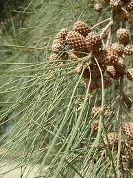 Image result for Casuarina junghuhniana