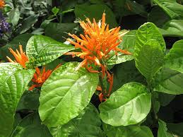 Image result for Justicia buchholzii