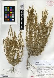 Image result for Suaeda plumosa