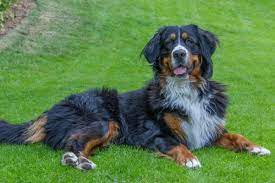 For dog owners with purebred dogs this is an. Haushund Hundemagazin