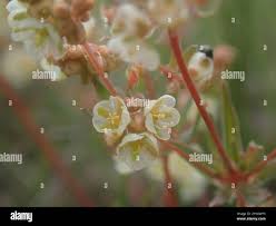 Image result for Psammotropha myriantha