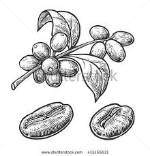 Fruit Drawing Fotografie Snimky A Obrazky Ilustracao De Cafe Planta Do Cafe Cafe Desenho