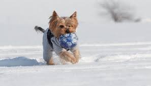 Wellness dog food is the number one natural dog food in singapore! Yorkie Winter Care Do Yorkies Get Cold Yorkiepage Com