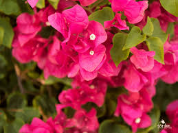 While beautiful, the flowering phenomenon is foreboding, leaving botanists wondering what will happen next. Care And Feeding Of Bougainvillea What Is The Best Fertilizer Garden For Beginners