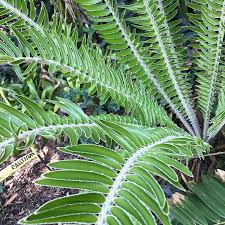 Image result for Encephalartos aplanatus
