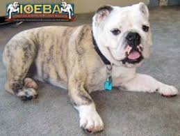 English bulldogs can have many different colors or markings. Color Chart