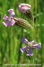 Image result for Silene abyssinica