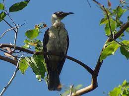 Pin On Birdwatching In Papua New Guinea
