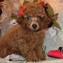 Southern Lady Red Poodles from www.gooddog.com