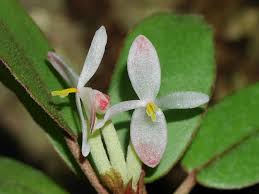 Image result for Begonia kisuluana