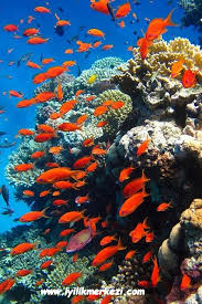 Gunun Olumlamasi Denizde Cok Balik Var Cok Fazla Imkan Bir Suru Musteri Dolu Dolu Firsatlar Var Hepimize Yetecek Kad Sea World Sualti Fotografciligi Misir