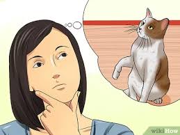 Your pet's comfort is the most important part of their journey, so we can't stress enough how important it is for your pet to have the right travel kennel. 4 Ways To Transport A Cat Safely Wikihow Pet