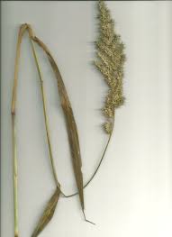 Image result for Echinochloa crus-pavonis
