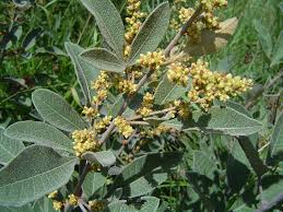 Image result for Searsia kirkii