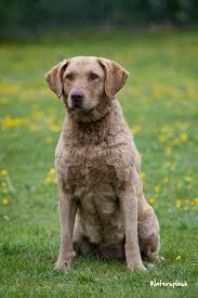 Chesapeake bay retriever puppies for sale uk. Finding A Chesapeake Chesapeake Bay Retriever Club
