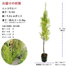 ニッコウヒバ 苗木 販売 トオヤマグリーン