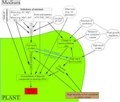 Kinetin is often used in plant cell and tissue culture for induction of callus formation (in conjunction with auxin) and to regenerate shoots from callus (with lower auxin concentration). Shoot Tip Necrosis Of In Vitro Plant Cultures A Reappraisal Of Possible Causes And Solutions Springerlink