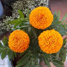 We did not find results for: Tanaman Hias Marigold Orange Shopee Indonesia