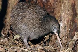 Outinstyx B Kiwi Jpg 900 600 Kus