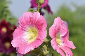 For months i collected the blossoms and. Indian Spring Mix Hollyhock Seeds San Diego Seed Company