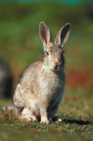 Natural Remedy To Keep Rabbits From Eating Sunflowers Hunker Rabbit Repellent Wild Rabbit Animals