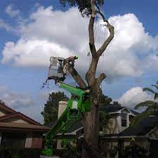 A pasco county fire quickly spiraled out of control monday, highlighting the increased danger faced in many parts of florida where rain has been scarce. Tree Removal Tree Trimming Services In Palm Harbor Fl
