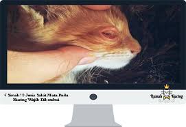 Cara merawat sakit mata pada kucing nurfuziecom. Simak 8 Jenis Sakit Mata Pada Kucing Wajib Diketahui