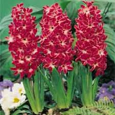 Image result for Hyacinth Red 2016 G