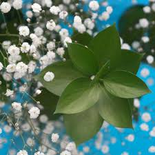 Buy produce directly from farmers cooperatives and organized farmers' groups in ethiopia. Globalrose All You Need To Know About White Flowers