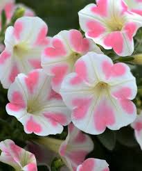 Pin On Flowers