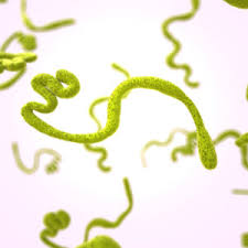 Several cases of ebola have been reported in the u.s. Ebola Virus Antigens Archives The Native Antigen Company