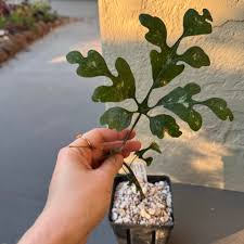 Image result for Adenia panduriformis