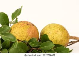 Image result for Xylocarpus