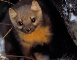 ❤ get the best high res wallpaper 1920x1080 on wallpaperset. Marten Wallpapers Animal Hq Marten Pictures 4k Wallpapers 2019