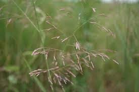 Image result for Eragrostis paradoxa