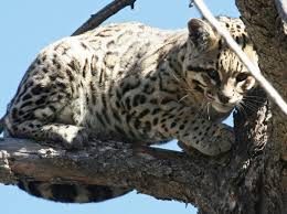 Rare Ocelot Photographed Near Sierra Vista Thrilling Scientists Wild Cat Species Rare Cats Cat Species