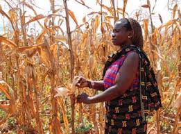 Image result for Strophanthus bequaertii