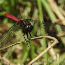 Image result for Pteleopsis anisoptera