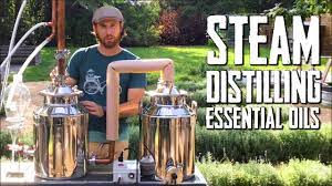 Essential oils are also known as volatile oils, ethereal oils, aetheroleum, or simply as the oil of the plant from which they were extracted, such as oil of clove. How To Steam Distill Essential Oils Youtube