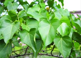 Image result for Thespesia populnea