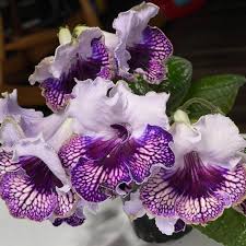 Image result for Streptocarpus buchananii