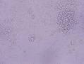 PC12 cell line - Wikipedia