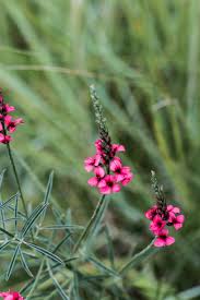 Image result for Indigastrum parviflorum