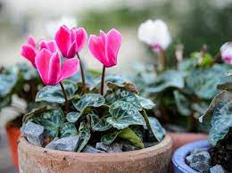 Succulents suculentas suculents symbolism symbols the tolerant trimming tropical undemanding varieties winter. 10 Plants For Winter Pots Bbc Gardeners World Magazine