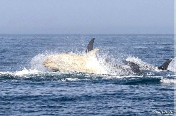 Wildlife photographer captures rare white orca on film