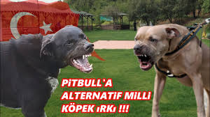 Pittbull A Alternatif Kopek Irki Hic Bilmediginiz Nesli Tukenmekte Olan Milli Kopek Irklarimiz Youtube