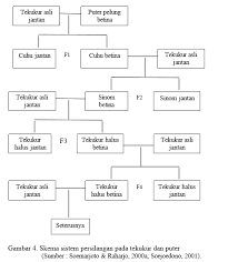 Persilangan Puter Pelung Dan Derkuku Untuk Meningkatkan Kualitas Anakan Ternak Puter Pelung Di Solo Puter Pelung Indonesia