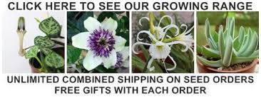 Image result for Gladiolus permeabilis