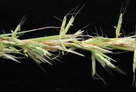 Image result for Cymbopogon caesius